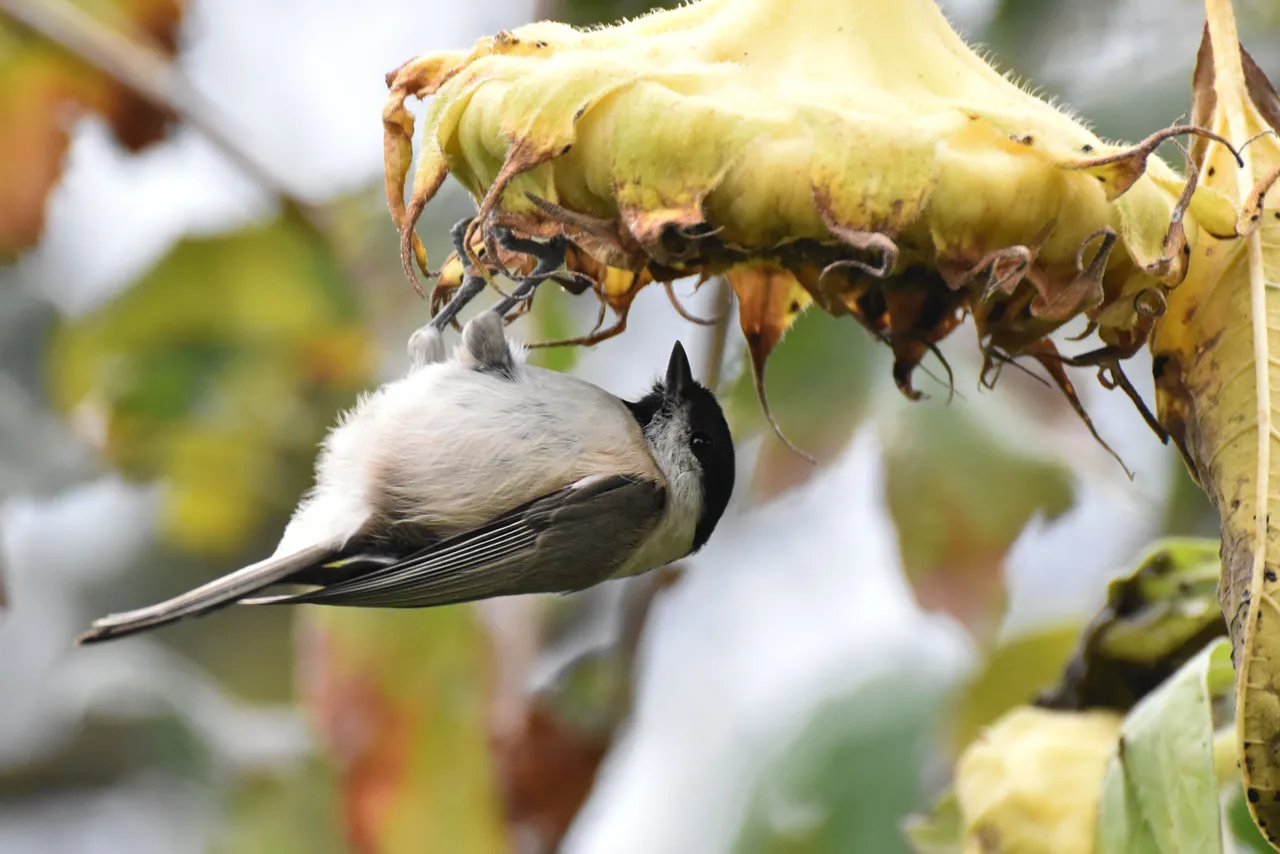 Marsh Tit pl 15.jpg