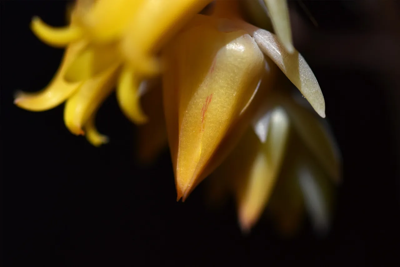 Echeveria yellow flowers 8.jpg