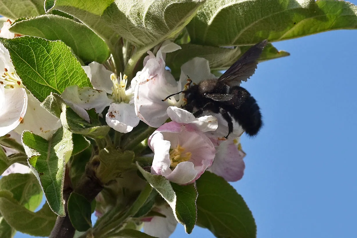 spring blooming tree 4.jpg