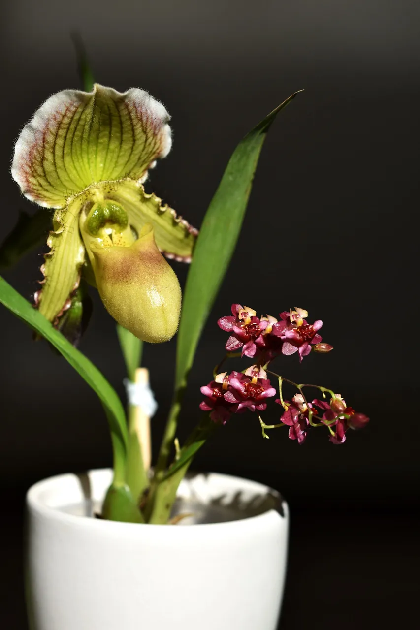 Oncidium Twinkle booms 2023 11.jpg