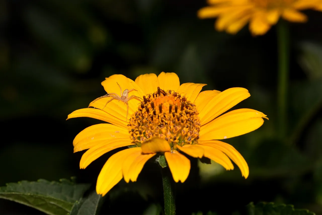 crab spider dahlia night photo 1.jpg