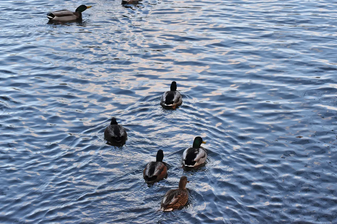 ducks park 6.jpg