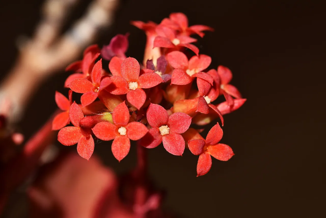 kalanchoe blossfeldiana 2023 10.jpg