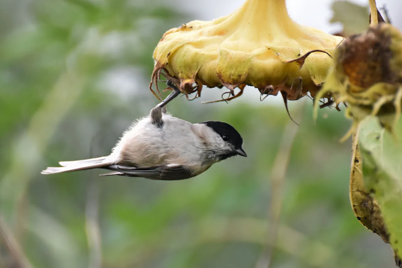 Marsh Tit pl 5.jpg