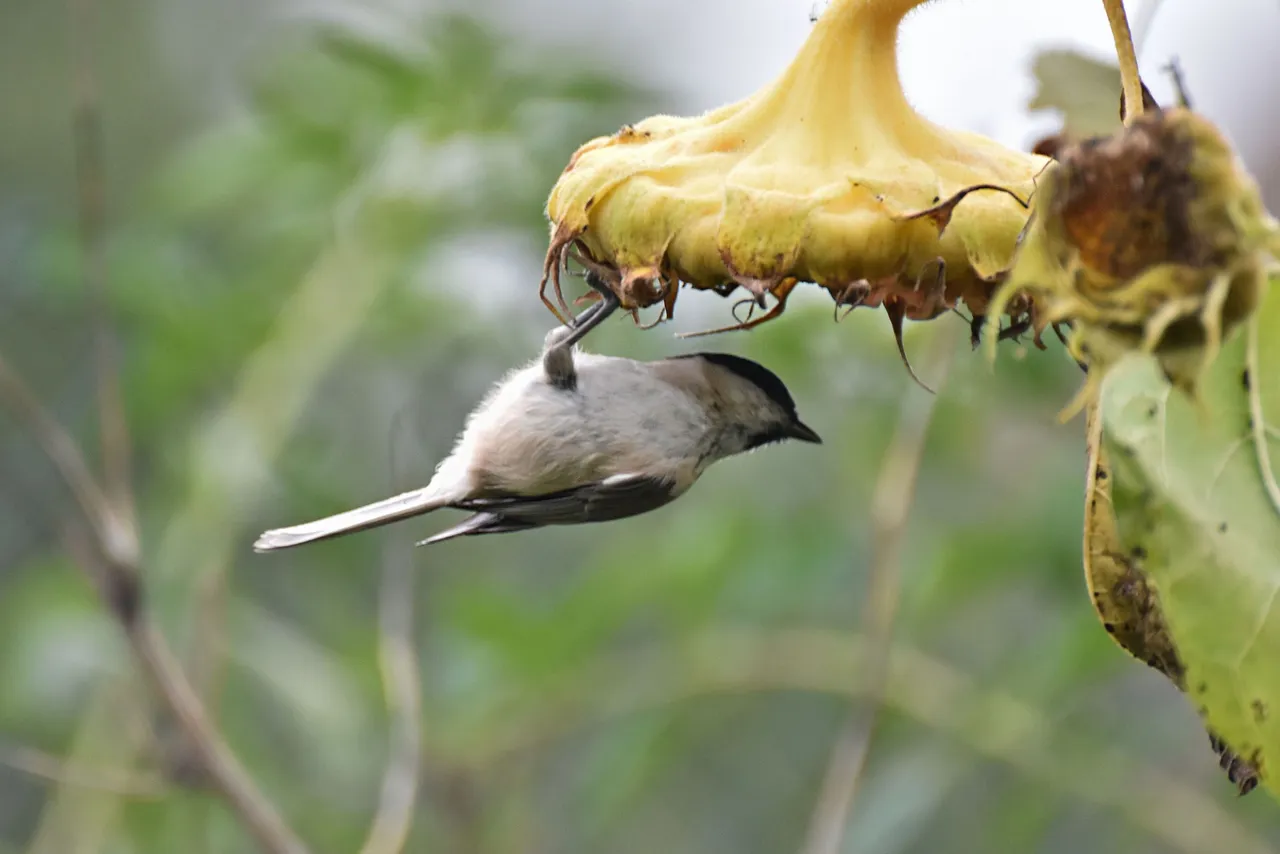 Marsh Tit pl 6.jpg