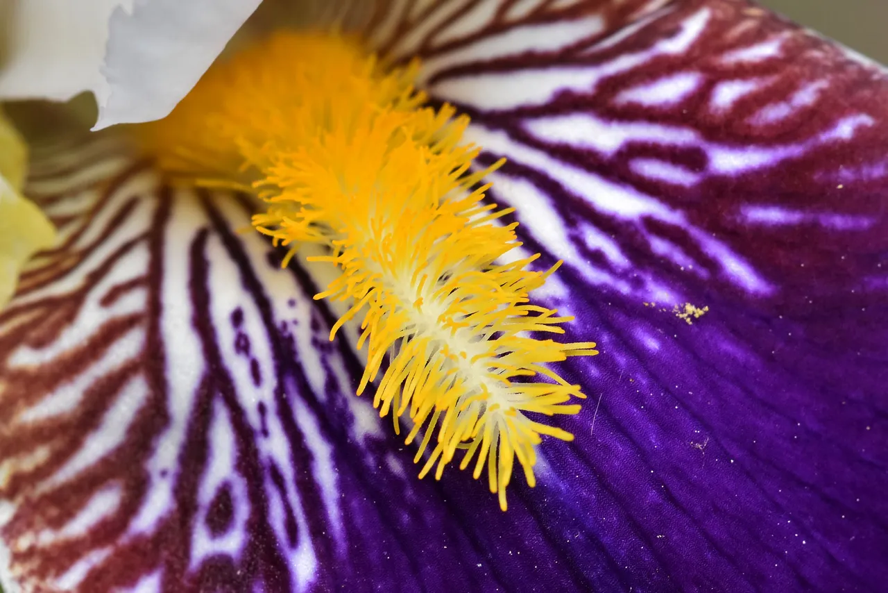 iris purple flower 2.jpg