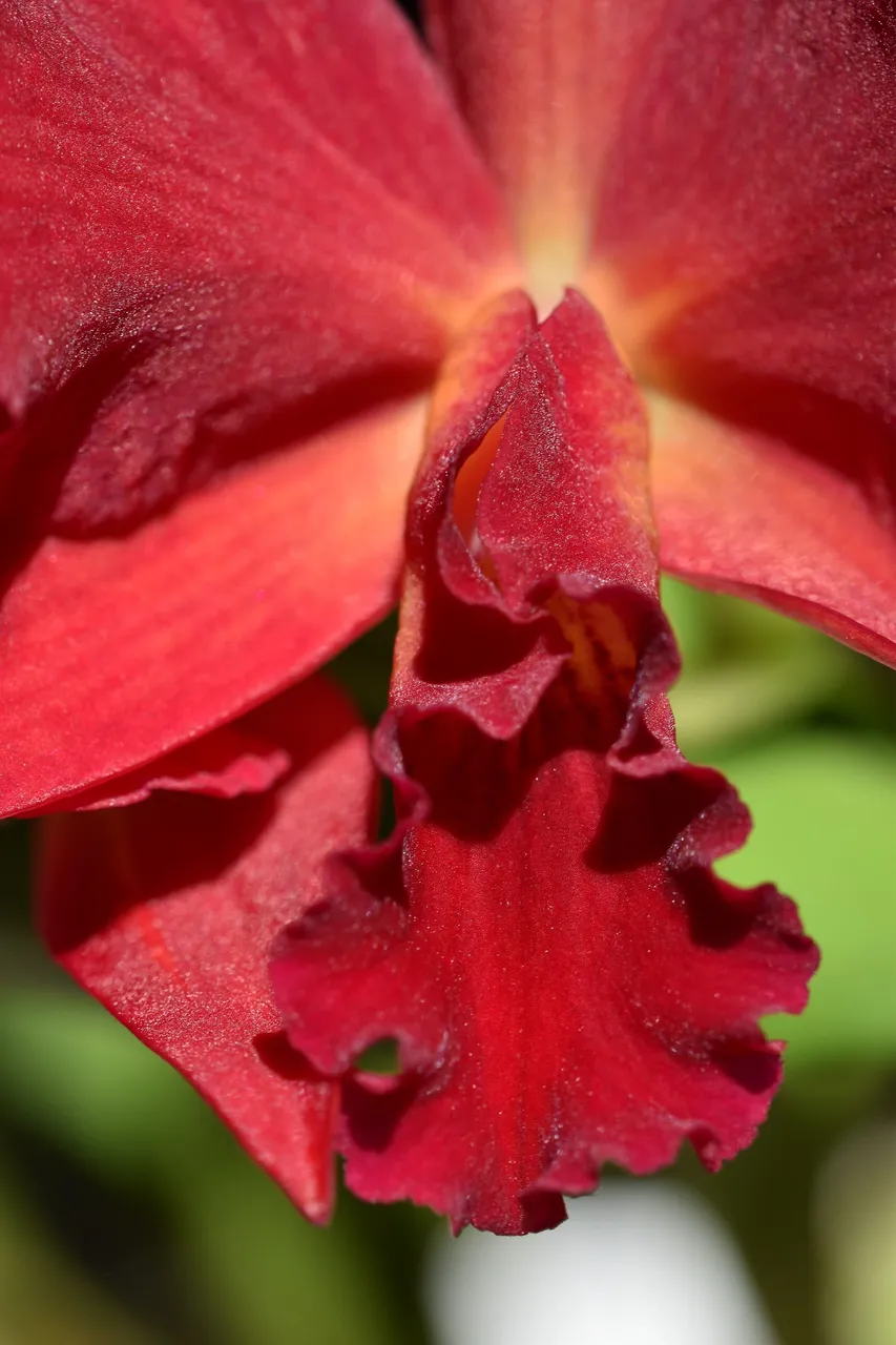 Sophrolaeliocattleya Jewel Box 'Dark Waters' 2022 7.jpg