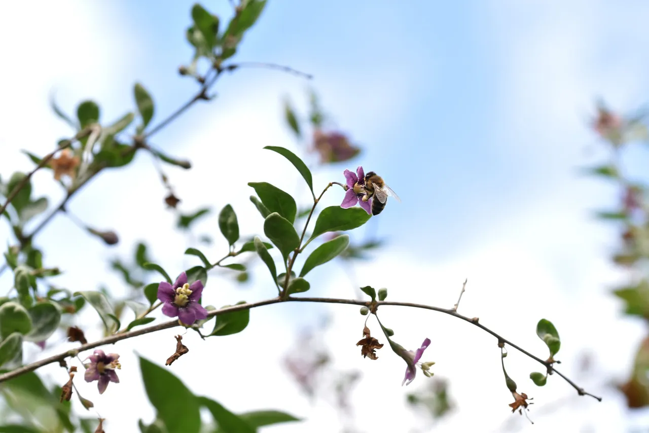 Goji berry pl 4.jpg
