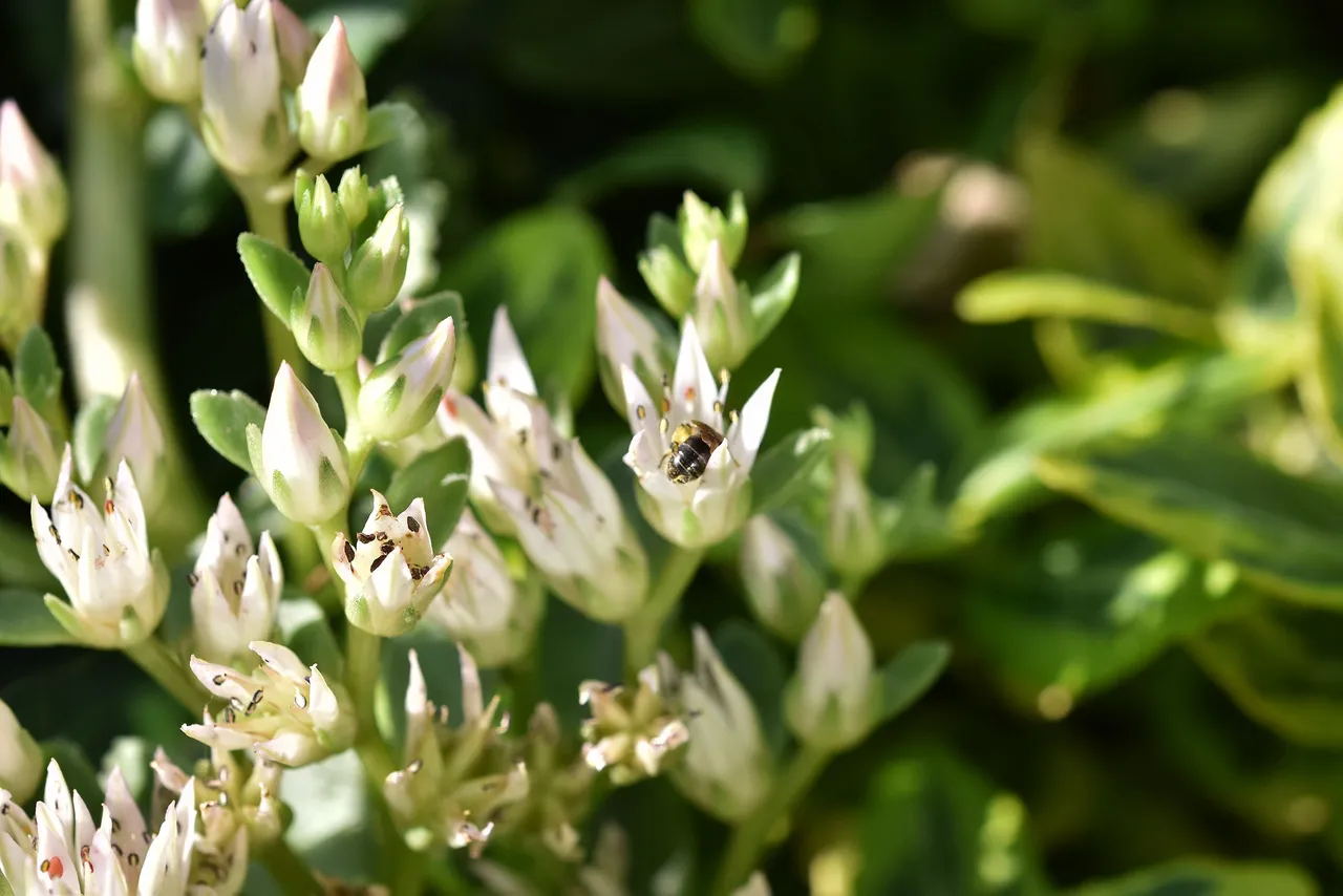 sedum spurium garden 3.jpg