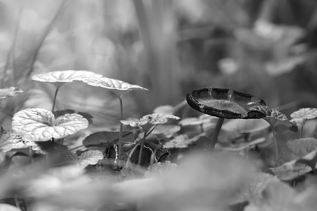 mushrooms grass bw.jpg