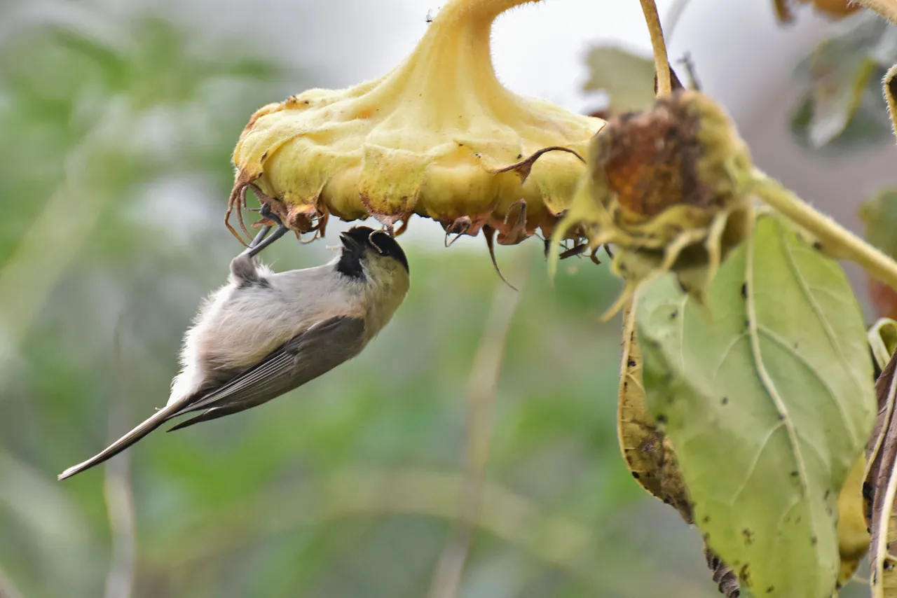 Marsh Tit pl 4.jpg