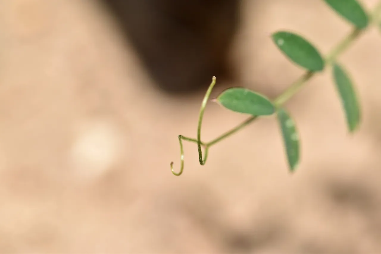 Vicia disperma widlflower 1.jpg