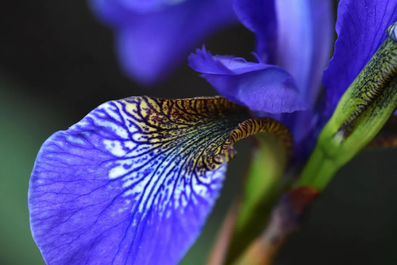 iris blue flower 2.jpg
