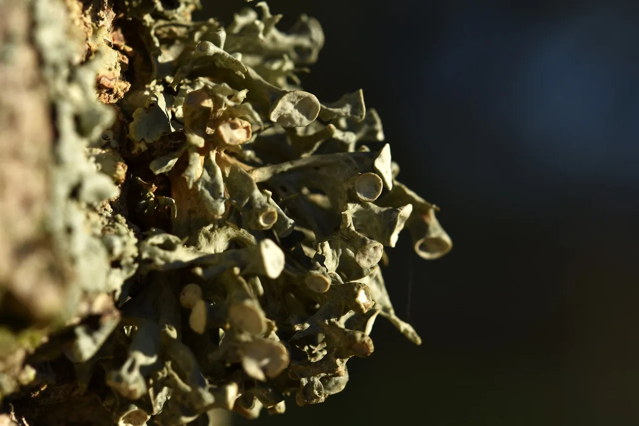 lichen cork 2.jpg