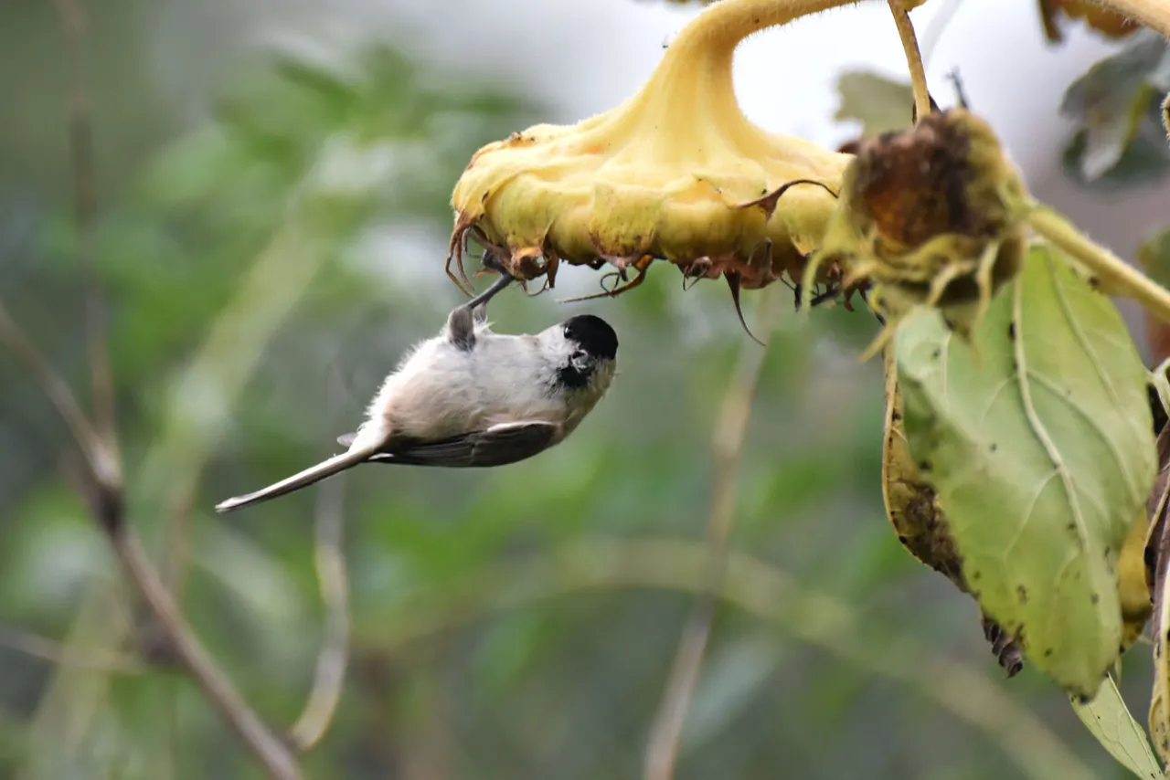 Marsh Tit pl 7.jpg
