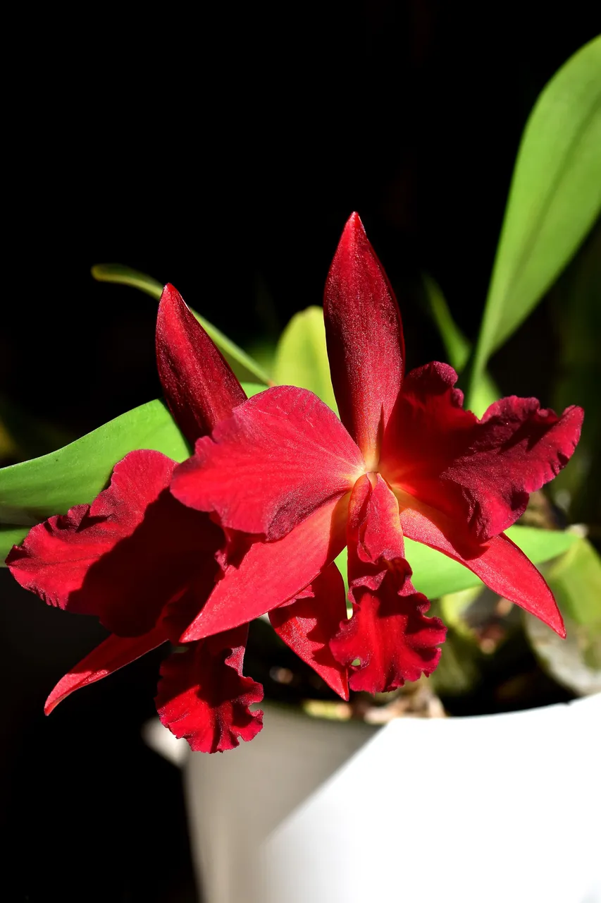 Sophrolaeliocattleya Jewel Box 'Dark Waters' 2022 2.jpg