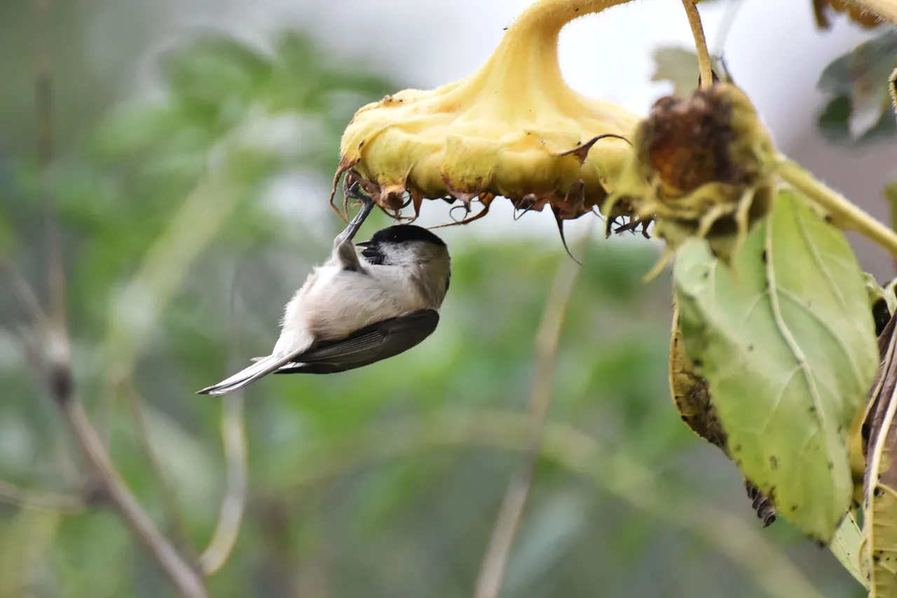 Marsh Tit pl 10.jpg