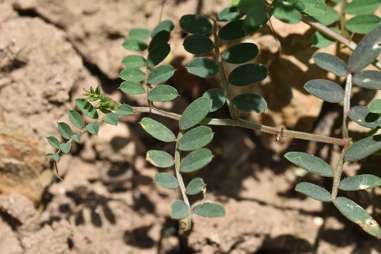 Vicia disperma widlflower 3.jpg