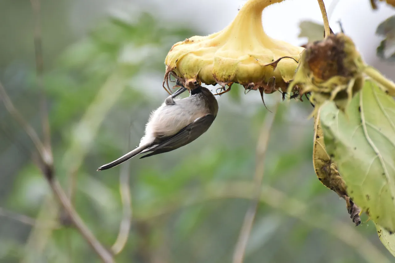 Marsh Tit pl 8.jpg