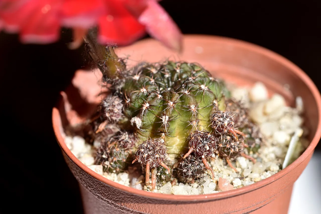 Lobivia arachnacantha adrijana 2021 7.jpg