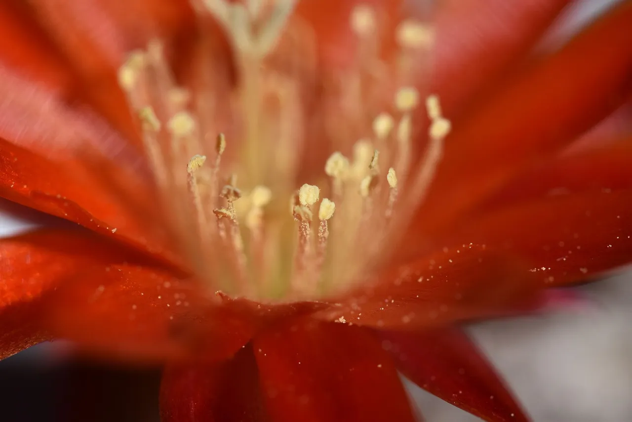 Aylostera heliosa var. condorensis flower 2021 3.jpg
