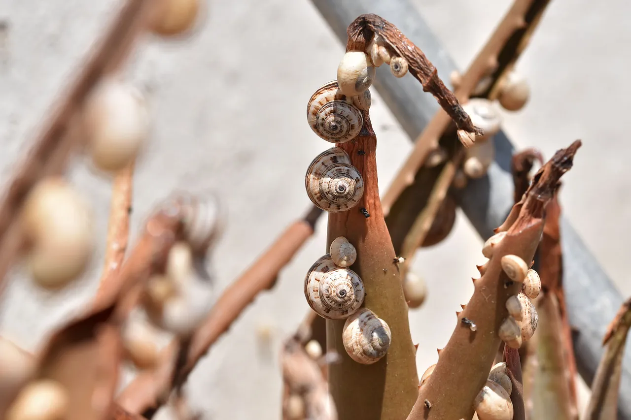 Snail shells aloe 7.jpg