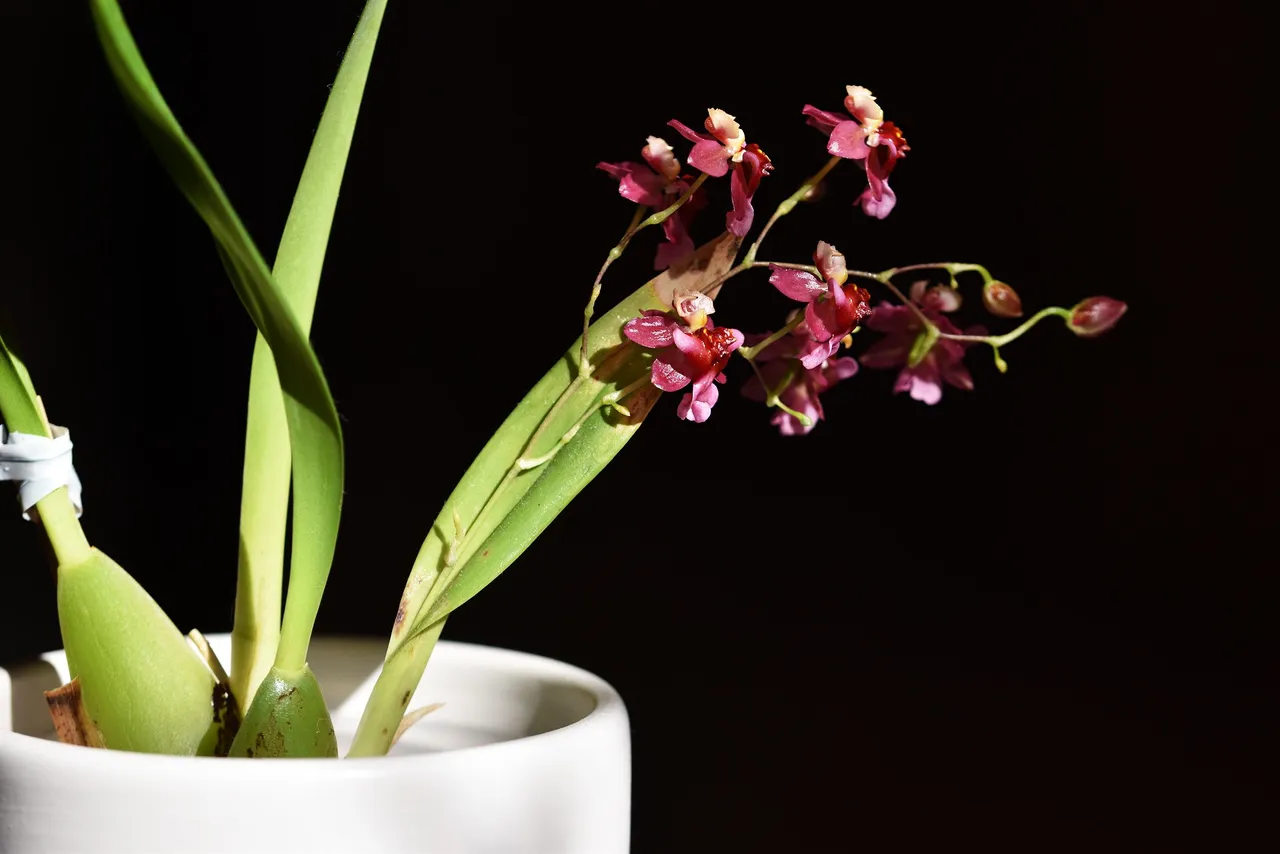 Oncidium Twinkle booms 2023 1.jpg