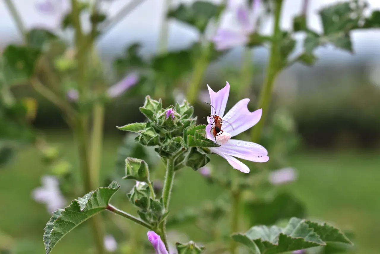 malva sylvestris Rhagonycha fulva beetle 3.jpg