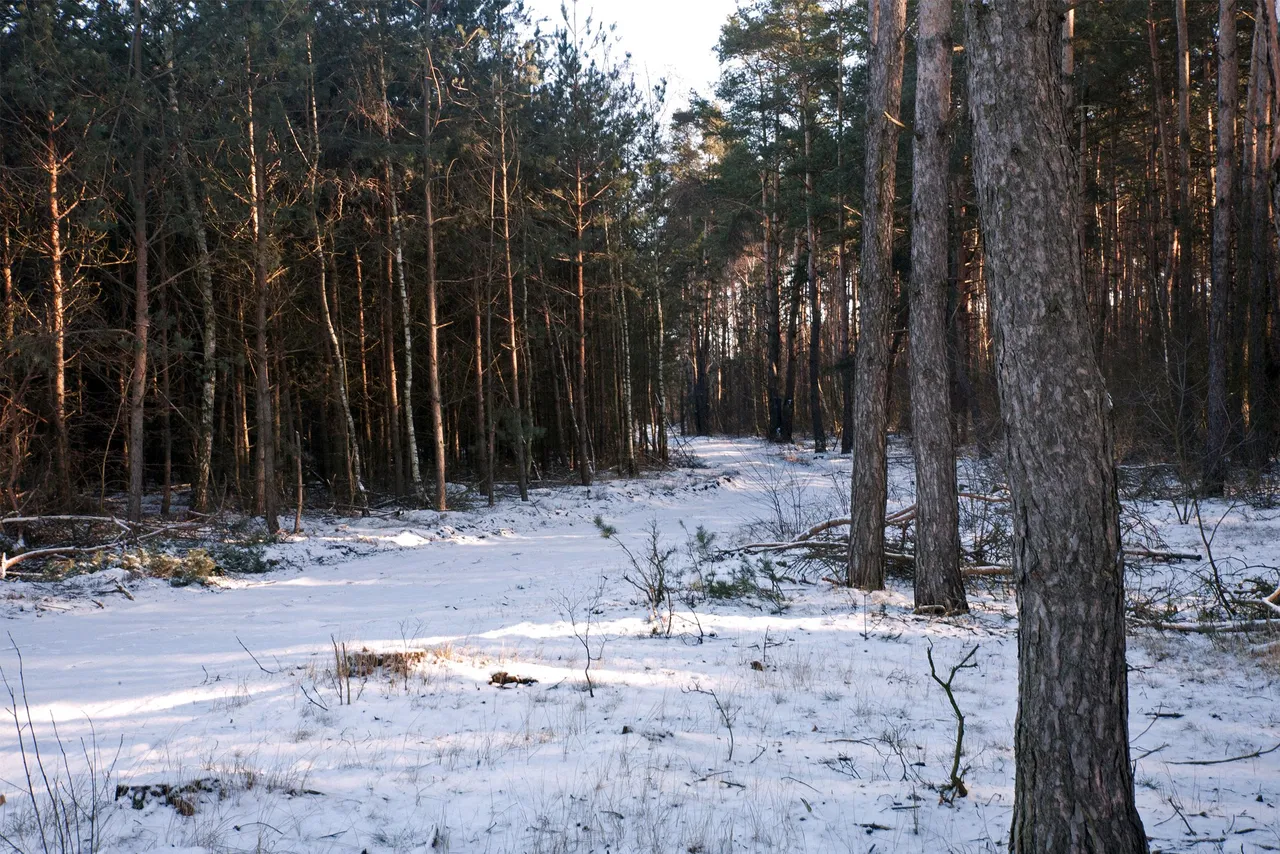 Glinianki winter walk 7.jpg
