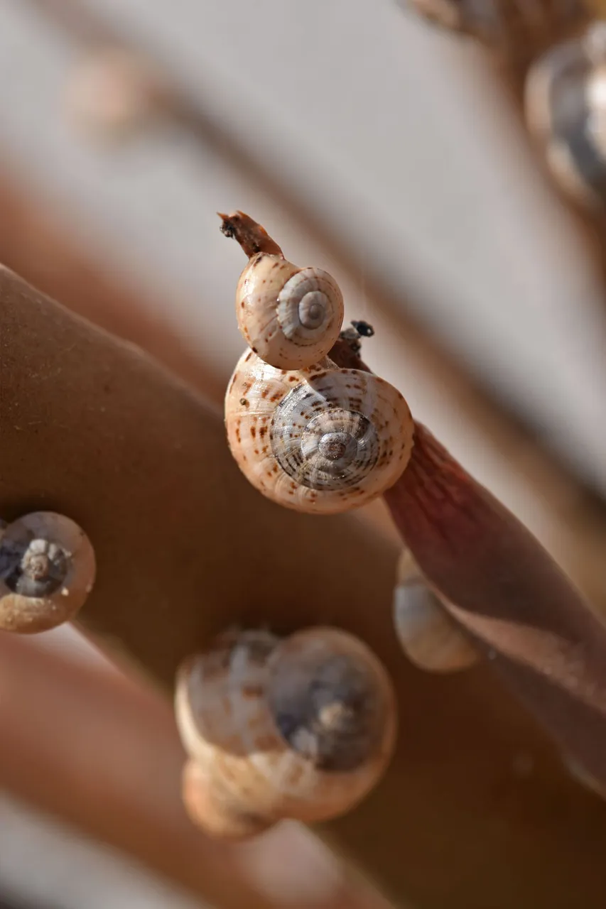 Snail shells aloe 9.jpg