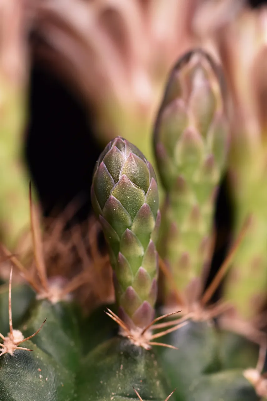 Gymnocalycium white flower 2025 6.jpg