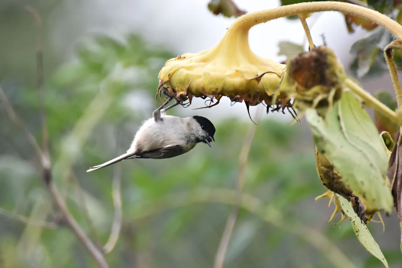 Marsh Tit pl 9.jpg