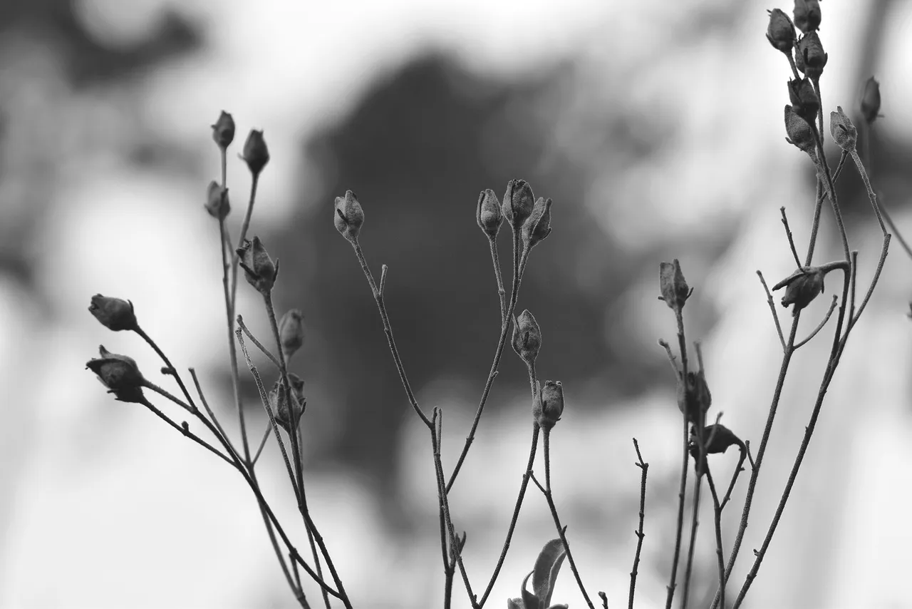 drystuff bw 3.jpg