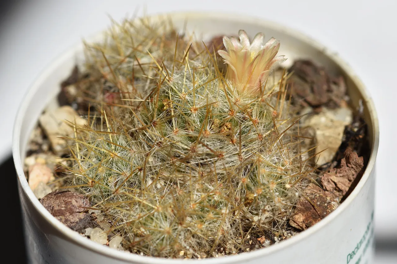 Mammillaria prolifera 2022 1.jpg