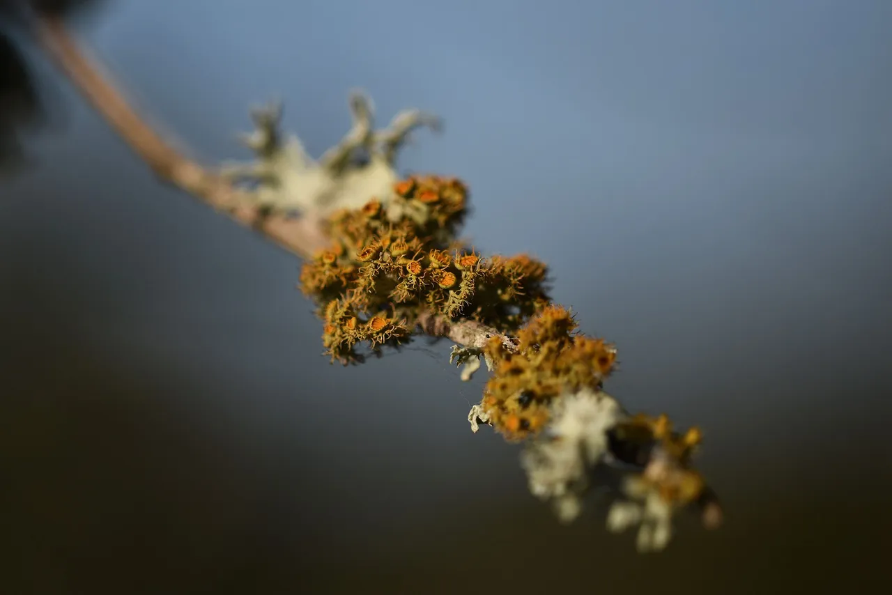 lichen cork 3.jpg