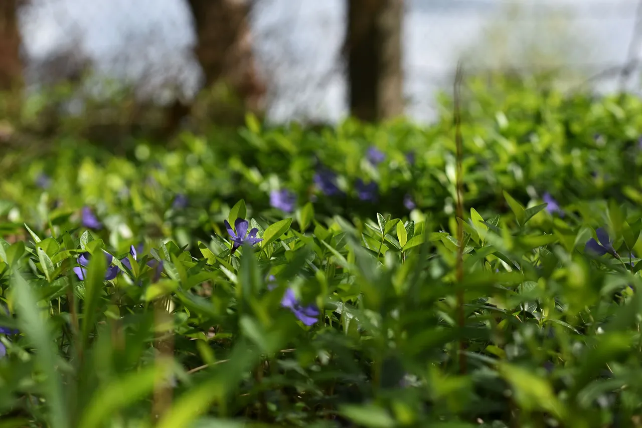 periwinkle orchard 1.jpg