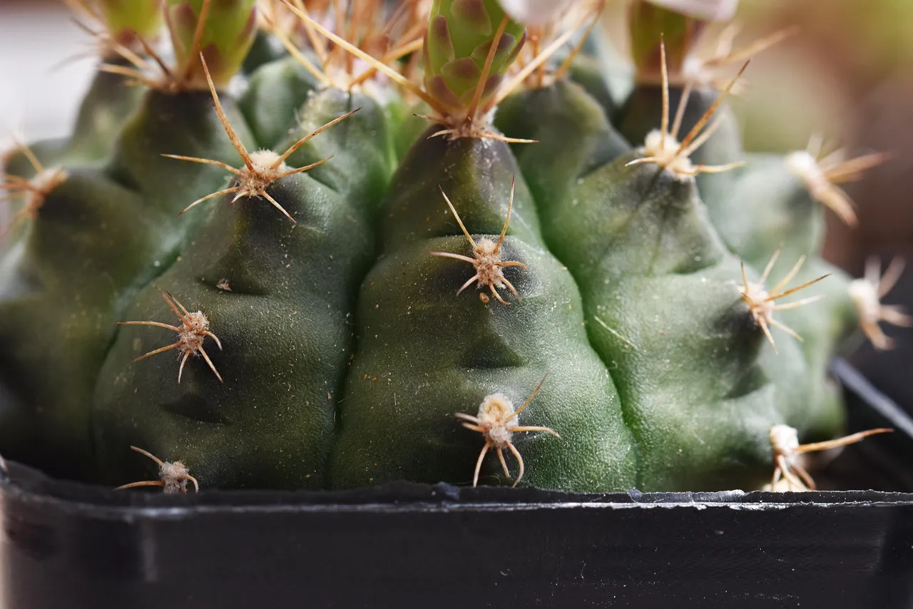 Gymnocalycium white flower 2025 10.jpg