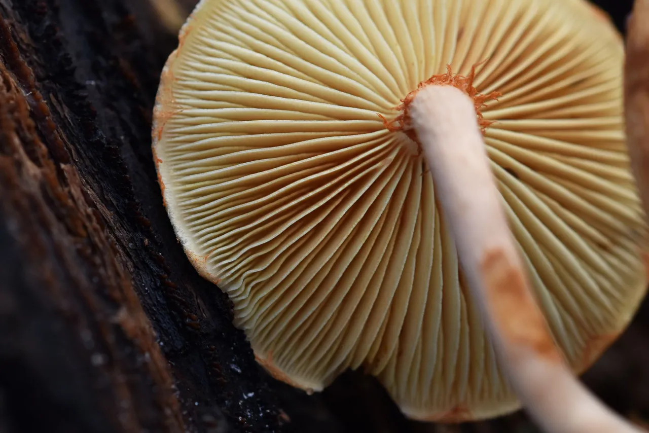 Gymnopilus suberis orange mushrooms pt  14.jpg