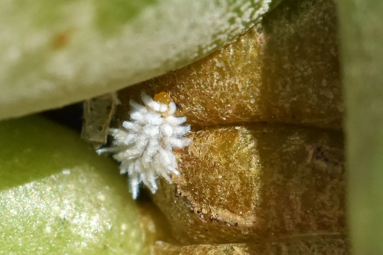Adromischus cooperi flower 2022 mealybug 2.jpg