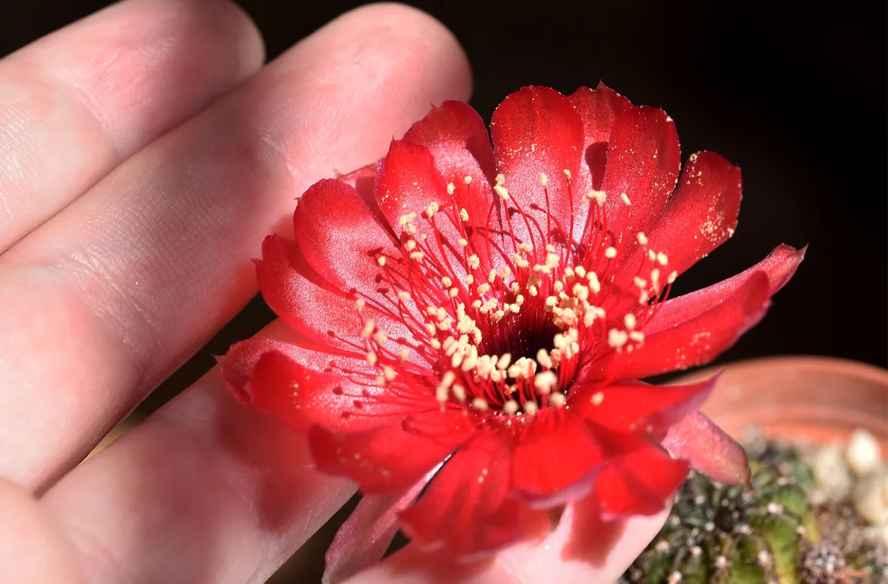 Lobivia arachnacantha adrijana 2021 8.jpg
