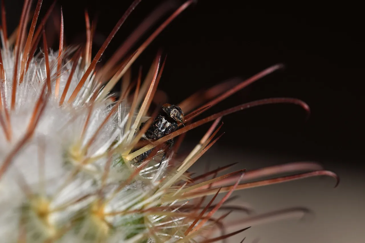 Mammillaria Bombycina 2021 dead fly 2.jpg