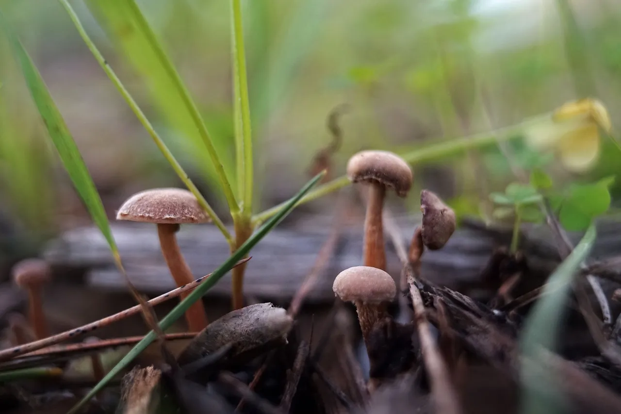 dry mushrooms carl zeiss 3.jpg