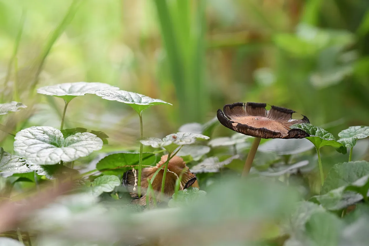 mushrooms garden grass 3.jpg