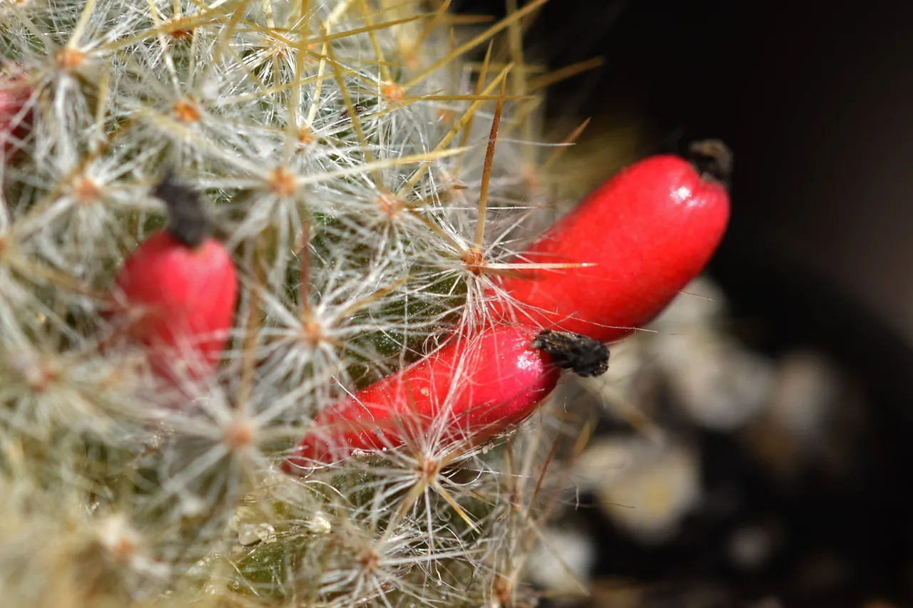 Mammillaria prolifera berries 1.jpg