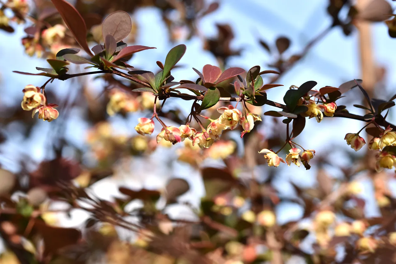 barberry blooms 6.jpg