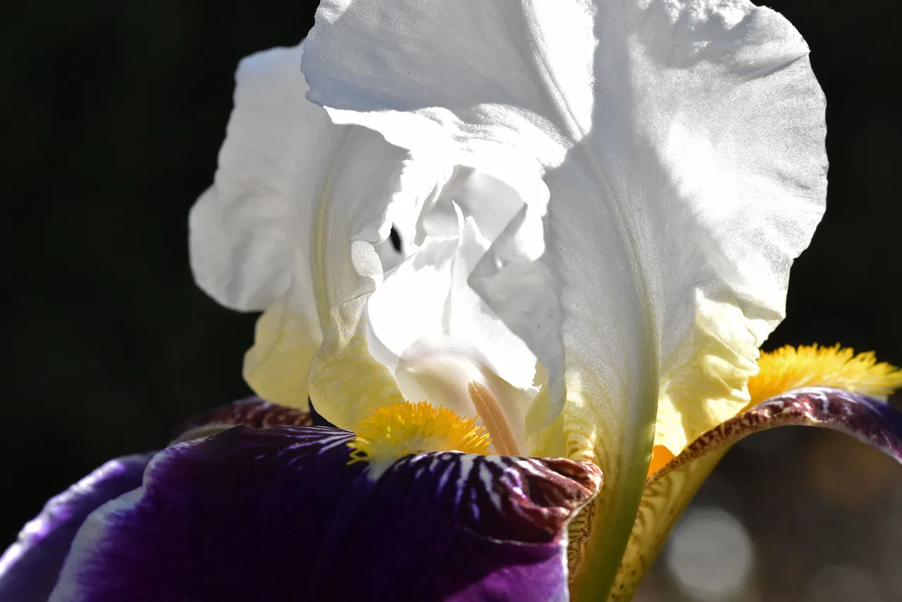 iris purple flower 3.jpg