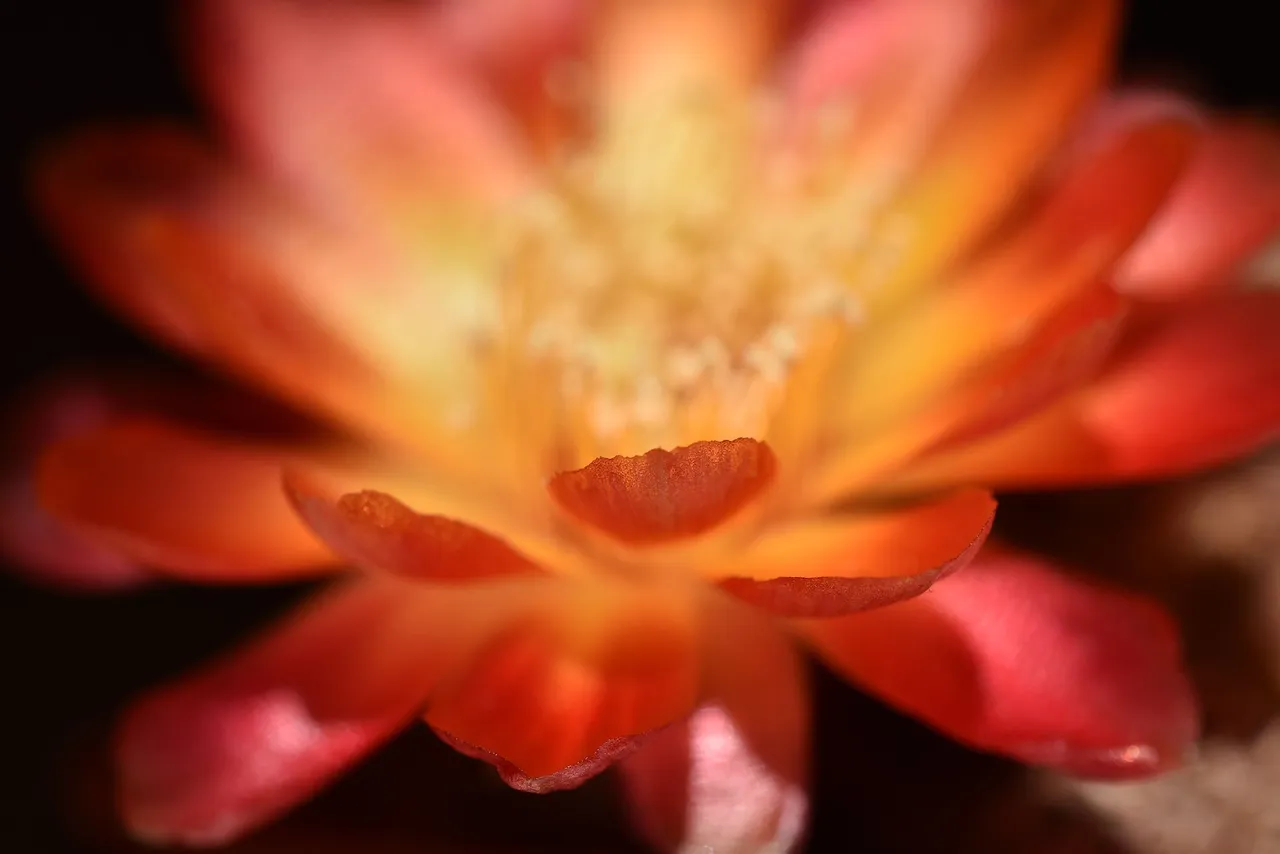 Sulcorebutia Canigueralii 2021 6.jpg