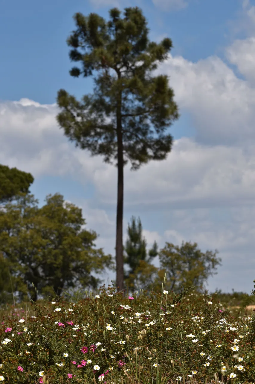 Cistus crispus pink rockrose 4.jpg