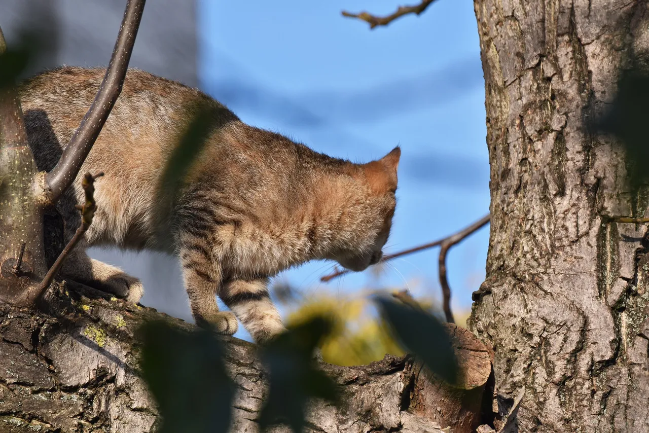 Kitty tree hunt pl  5.jpg