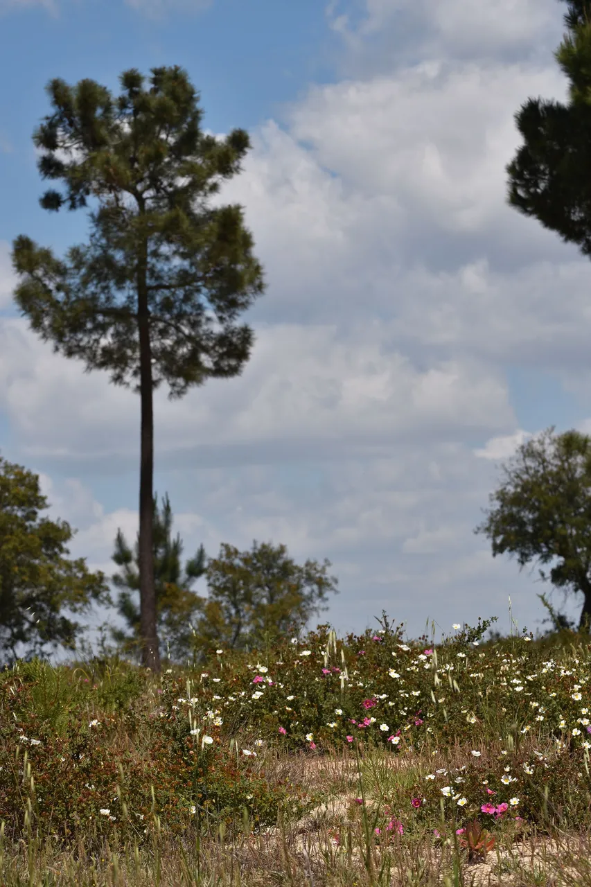 Cistus crispus pink rockrose 5.jpg